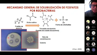 RIZOBACTERIAS SOLUBILIZADORAS DE FOSFATO, POTENCIALES APLICACIONES