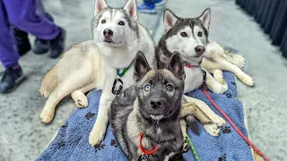 Husky Puppy FIRST Meet & Greet | West Michigan Pet Expo