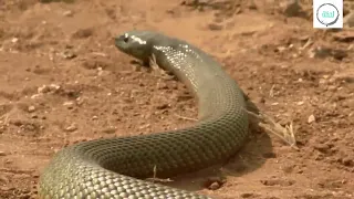 Most Venomous | Wild Ones | Free Documentary Nature#FreeDocumentary#Documentary#WildOnes#