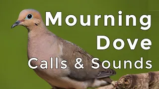 Mourning Dove Calls and Sounds (2024) - The THREE noises these birds make!