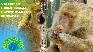 🐒ОБЕЗЬЯНКИ - НОВЫЕ ЗВЕЗДЫ МАРИУПОЛЬСКОГО ЗООПАРКА