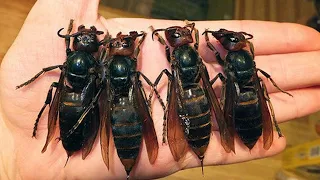 10 Most DANGEROUS Insects You Should RUN AWAY From!