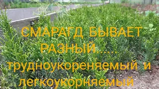 🌲Туя СМАРАГД разная в укоренении. Результат укоренения туи  смарагд.