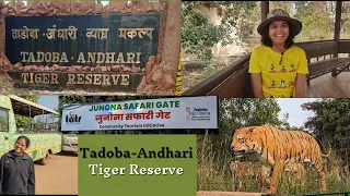 Tadoba- Andhari Tiger Reserve | Moharli | Junona | MTDC | Tiger Sighting | Safari Booking