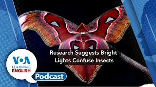 Learning English Podcast - Insects & Light, Research Corrections, NASA's Ingenuity