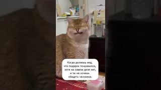 кот молодец вообще 🤣