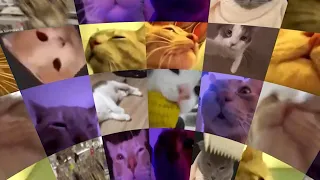 Cats Vibing in Virtual Reality (360° Video)