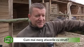 Cum mai merg afacerile cu struti 26 05 2021