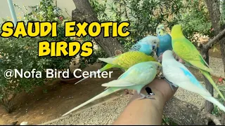 Nofa Bird center  | SAUDI EXOTIC BIRDS  | Riyadh KSA#exotic #riyadh #nofawildlife