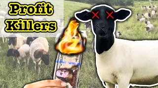 HOW TO LOSE YOUR MONEY SHEEP FARMING // For Beginners | Dorper Sheep | Micro Ranching for Profit