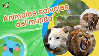Animales Salvajes para Niños (Videos Educativos para Niños)