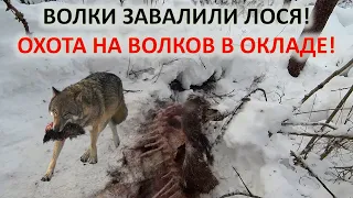 Охота на волков в окладе. Охота на волка с флажками.