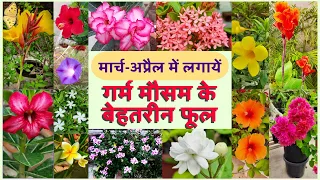 Top 15 Summer flowering plants to bring home! Best flowering plants of Summer in India!