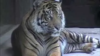 Sumatran Tiger | San Diego Zoo Safari Park's New Tiger Trail | See a Tiger Eye to Eye
