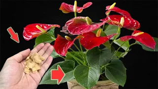 Sprinkle A Little On The Roots! Anthuriums Grow And Bloom Like Crazy