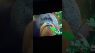Стильный самец орангутанг