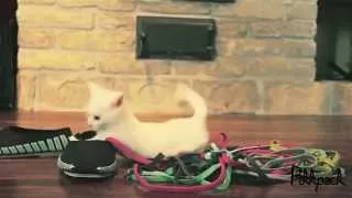 Cutest little kitten meets shoelaces for the first time ever!