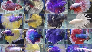 IMPORTED PETGRADE BETTA HALFMOON,DT,CT,HMPK || BY: DAET FISH CS