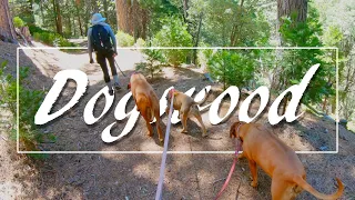 Dogwood Campground, Lake Arrowhead | Campsite 78 | Dogwood Trailhead