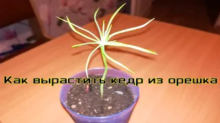 Как вырастить кедр из орешка