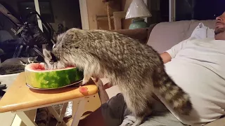 Possum Lynn Loves Watermelon