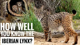 Iberian Lynx || Description, Characteristics and Facts!
