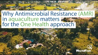 Why Antimicrobial Resistance (AMR) in aquaculture matters for the One Health approach