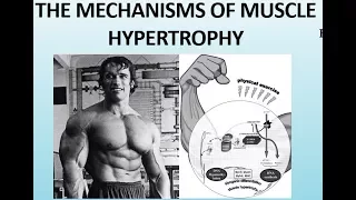 The Science of Muscle Hypertrophy - How the Muscles Grow (Part II)