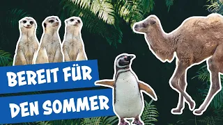 Hierarchien bei den Erdmännchen und Fellpflege bei den Dromedaren | Panda, Gorilla und Co.