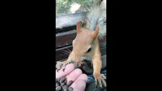 Бельчонок просто голоден / The squirrel is just hungry