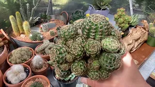 Succulents and cacti haul, planters, nursery walkthrough and Home Depot