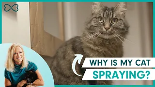 How to Stop a Cat from Spraying in the House!