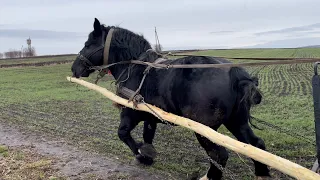 Жеребець Рубін/Запрягли Рубіна до Брички/Жеребець на Паровку/Black Stallion/Draft Horse