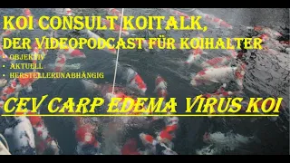 Koi Consult Koitalk #419 CEV Carp Edema Virus oder die Schlafkrankheit bei Koi, was kann man tun