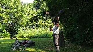 Show  - Jurong Bird Park - Singapore