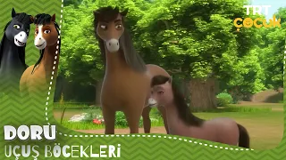 Doru | Uçuş Böcekleri