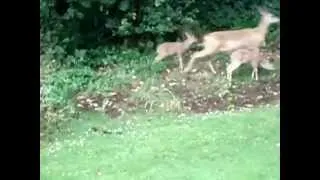 DOE AND TWO FAWNS 2013