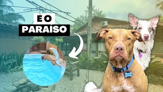 A pousada mais pet friendly de Paraty - RJ | É TUDO LIBERADO 🤩