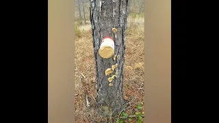 peanut butter for deer