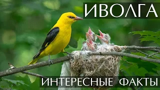 Иволга - интересные факты