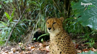 Singapore Zoo: World's Best Rainforest Zoo