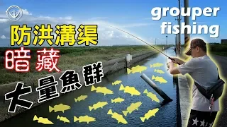 防洪小水溝居然偷躲這麼多魚！grouper fishing #龍虎斑 #鵝大人 #釣魚