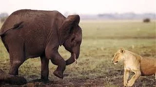 Lion Vs Elephant Lion Afraid Dokumentary 2014