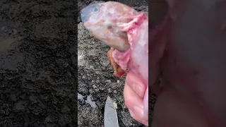 The Hidden Dangers of Invasive Fish in Hawaii