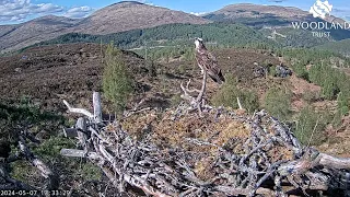 Aida lands on Loch Arkaig Osprey Nest One but waits in vain for Garry LV0 with a fish 7 May 2024