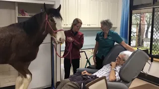 A visit from the Clydesdale Horses