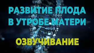 Невероятные кадры! Как развивается зародыш в утробе матери за 9 месяцев. От зачатия до рождения