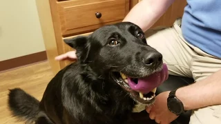 Police dog battling Lyme disease