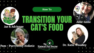 How To Transition Your Cat To A Fresh Food Diet