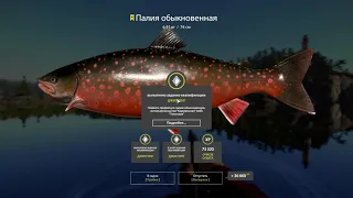 Русская рыбалка 4 (РР4). Ладожское озеро. Судак, Трофейная палия